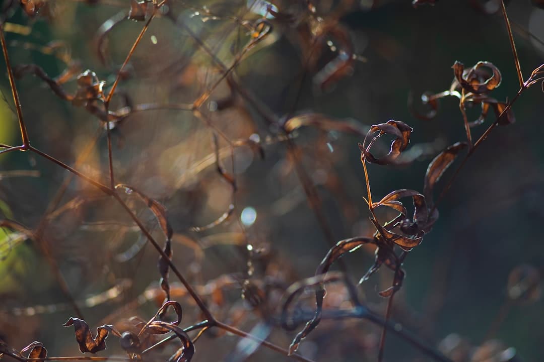 découvrez la beauté hypnotisante des couleurs d'automne, une palette éclatante de rouges, d'oranges et de jaunes qui transforme la nature en une toile vivante. plongez dans cette saison magique et laissez-vous envoûter par les paysages enchanteurs et la douceur des journées d'automne.